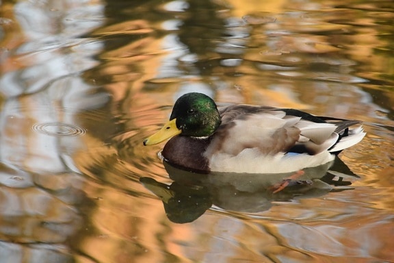 зеленоглава патица, водолюбивите птици, птици, птици, дива природа, патица, езеро, вода