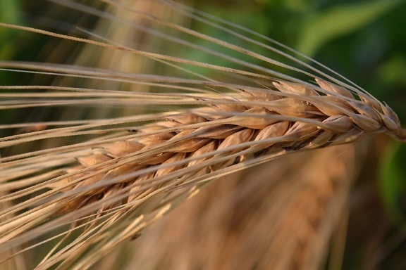 paja de centeno, alimentos, semillas, cereales, agricultura