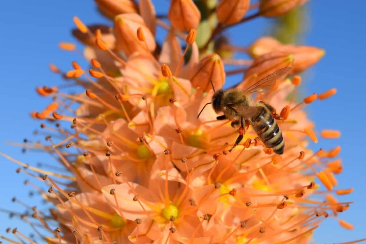 Флора, цветок, природа, насекомое, пчела, пыльца