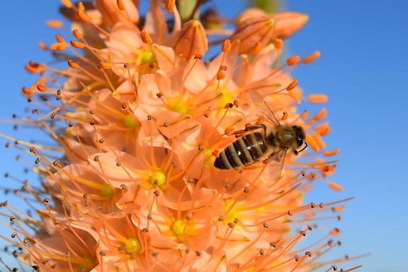 Природа, цветок, насекомое, пчела, флора, растения, Лепесток