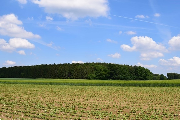 nature, countryside, landscape, tree, field, sky, agriculture
