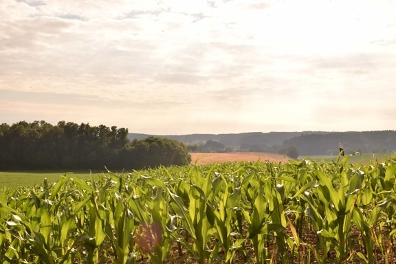 літо, поля, Денне світло, кукурудзяне поле, сільського господарства, сільській місцевості, природи, краєвид