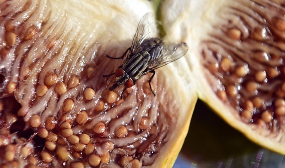 food, sweet, fig, insect, fly