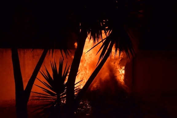 smoke, wildfire, bonfire, heat, palm tree, night, dark