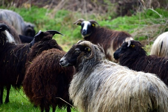 animal, oveja, ram, pasto, ganado, campo, al aire libre