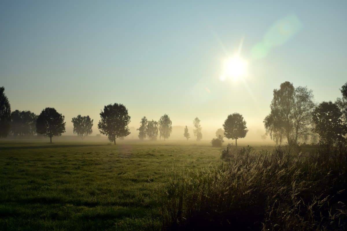 mist, boom, zonsondergang, zon, meteorologie, landschap, luchtruim, sfeer