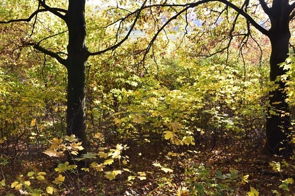 дерево, дерево, листья, природа, пейзаж, завод, осень, лес