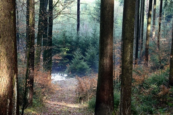 leaf, wood, fog, dawn, nature, tree, landscape, forest
