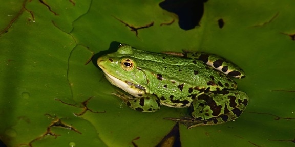 青蛙, 自然, 两栖动物, 眼睛, 野生动物, 动物, 绿色, 宏观