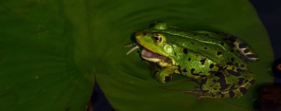 amphibiens, feuille, grenouille, oeil, la faune, animal, feuille verte, exotique