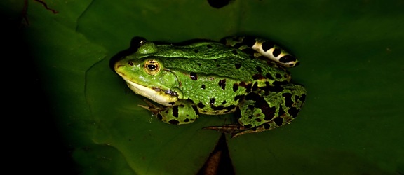 Natur, Frosch, Amphibien, Makro, Tierwelt, Auge, Tier, grünes Blatt
