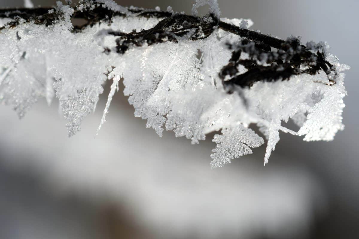 dingin, alam, embun beku, musim dingin, es, makro, salju, kepingan salju, kristal