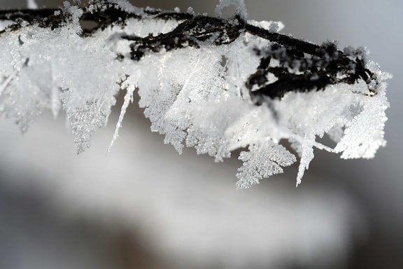 zimno, natura, mróz, zima, lód, makro, śnieg, śnieżynka, crystal