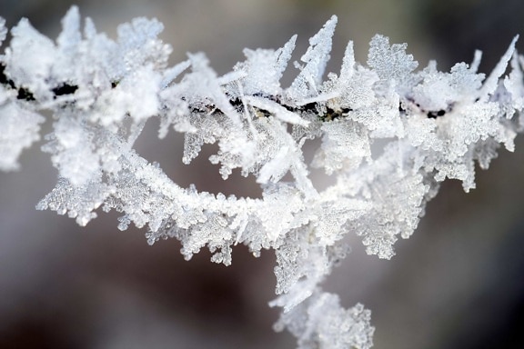winter, snowflake, macro, crystal, frost, branch, nature, snow