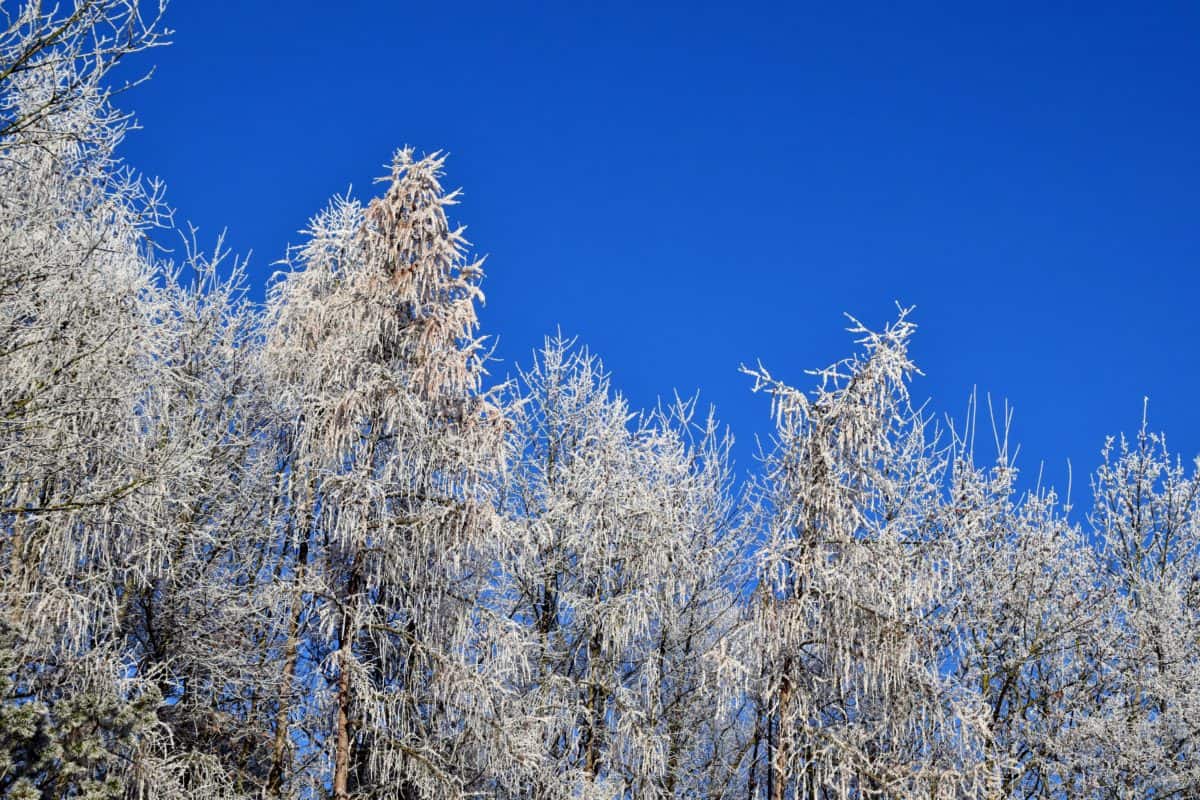 风景, 木头, 雪, 霜冻, 树, 蓝天, 寒冷, 自然, 冬天