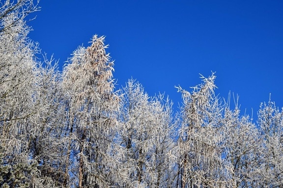landskap, tre, snø, frost, tree, blå himmel, kalde, natur, vinter