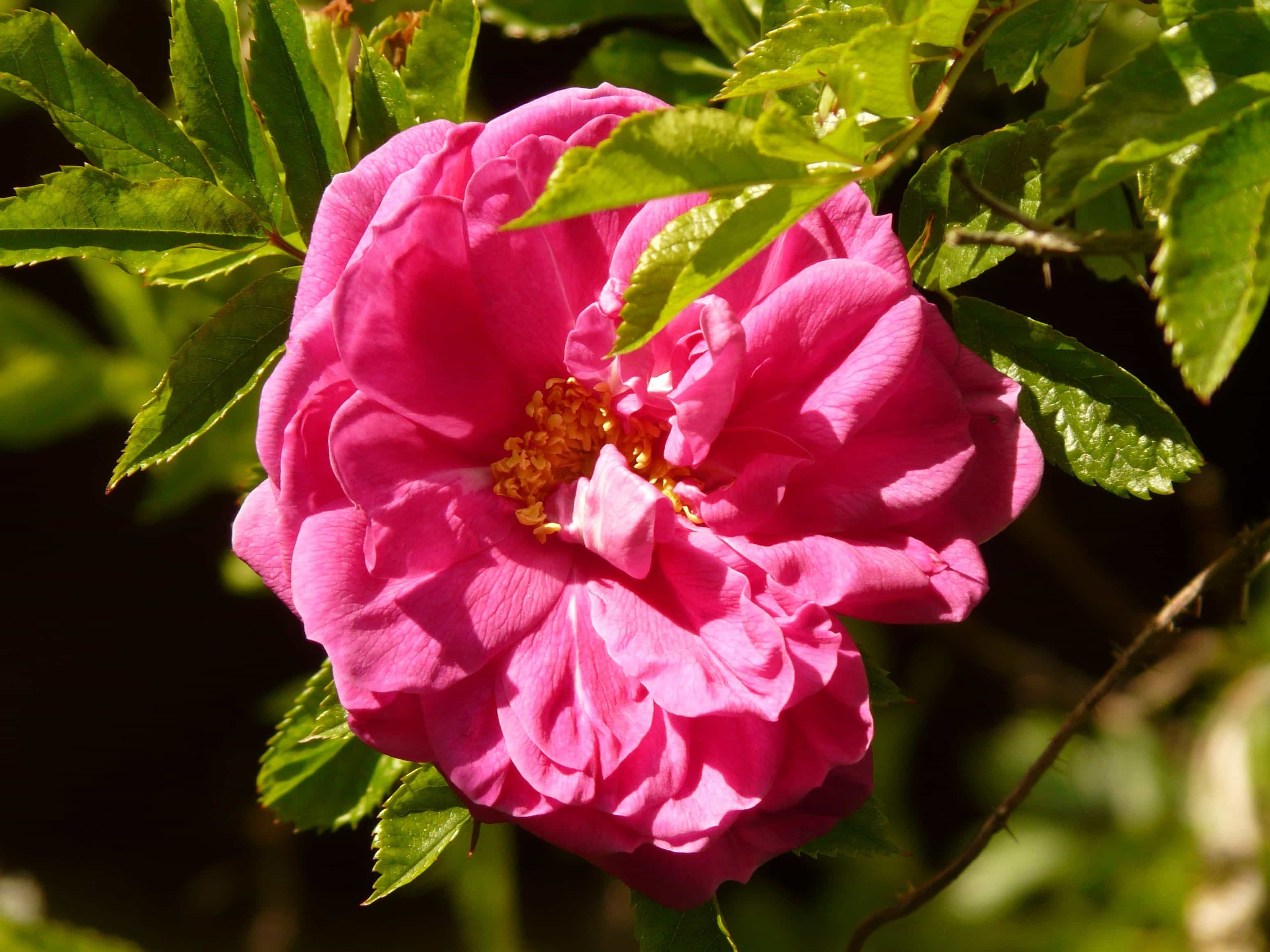 rosa selvagem clareador