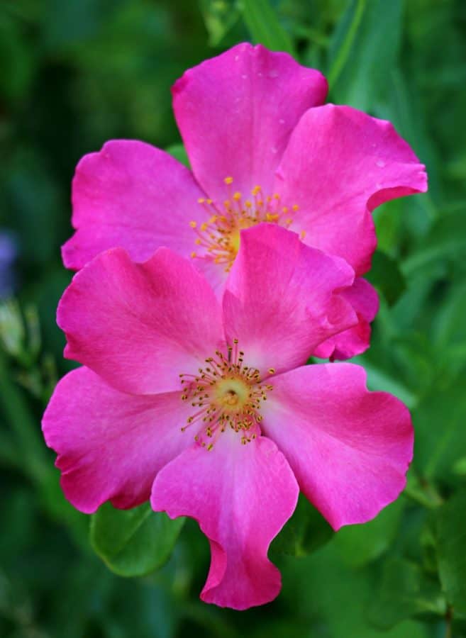 flower, flora, nature, herb, plant, horticulture, pink, rose, blossom, petal