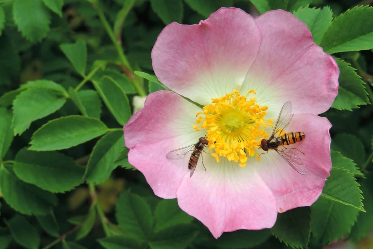 сад комах wasp, диких квітів, листя, влітку, природи, завод, blossom