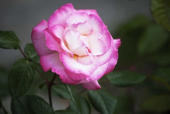 กลีบ ดอกไม้ ฟลอรา ธรรมชาติ ใบ ดอกกุหลาบ ตามฤดู กาล สีชมพู