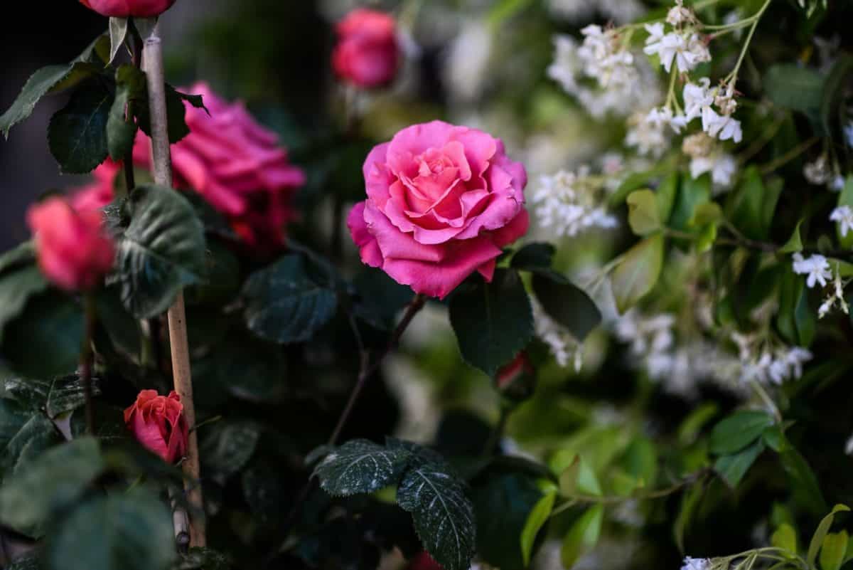 Пелюстка сад Денне світло, троянда, природи, листя, флори, квітка, заводу, рожеві