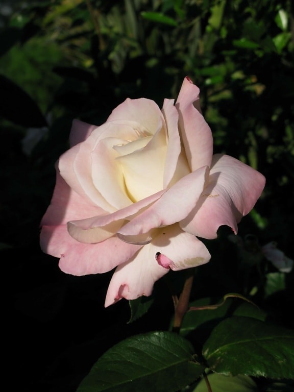 White rose, natura, petale, flora, horticultura, gradina, flori, frunze, plante, roz