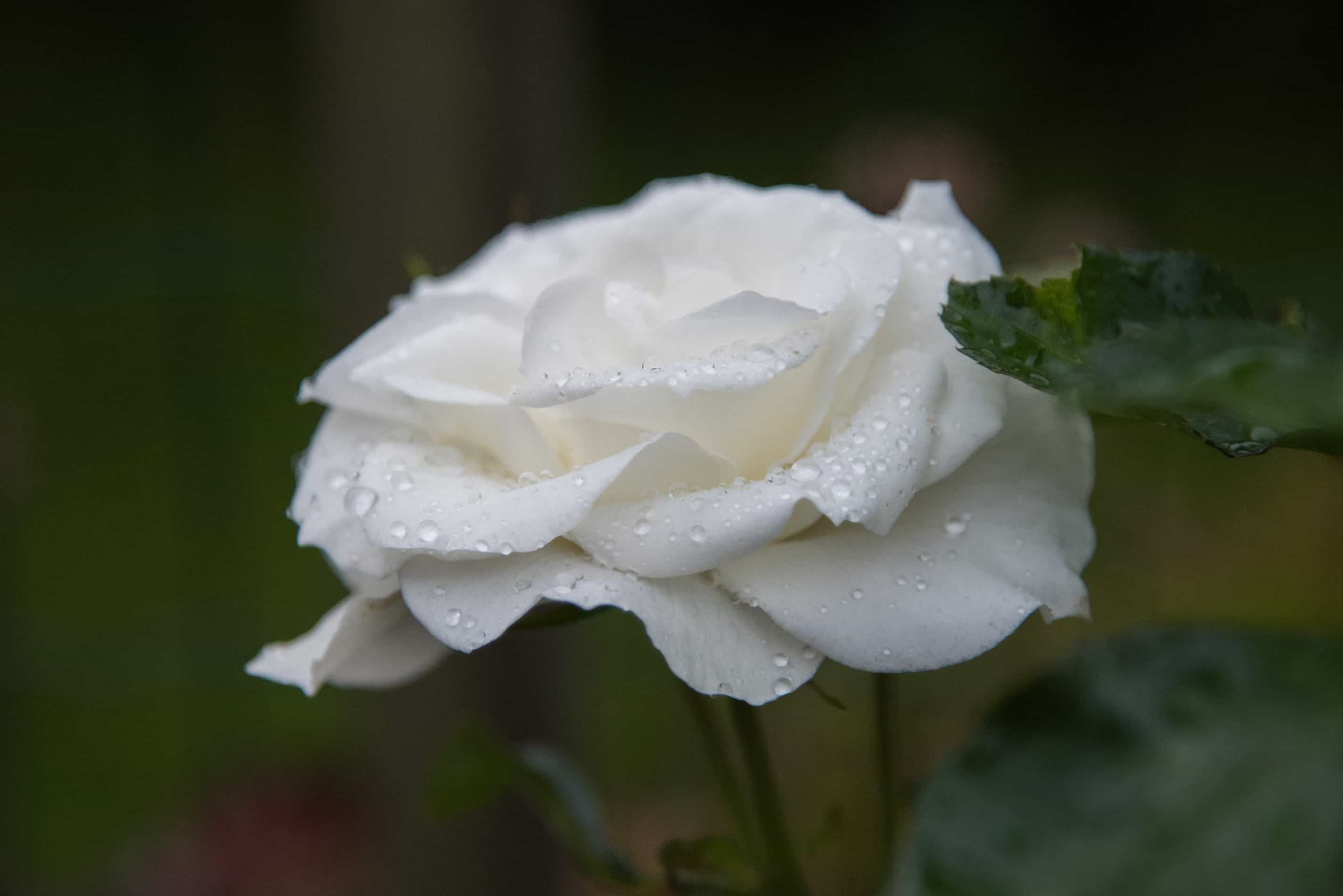 白色玫瑰图片 伤感图片