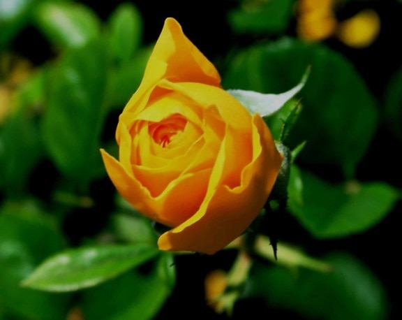พืชสวนดอกกุหลาบสีเหลือง ใบ ธรรมชาติ ฟลอรา ดอก ดอกไม้ พืช สวน กลีบดอก