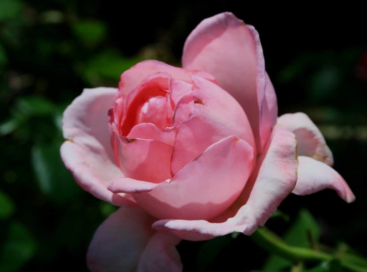 blad, kronblad, flora, natur, ros, blomma, makro, pistill, växt