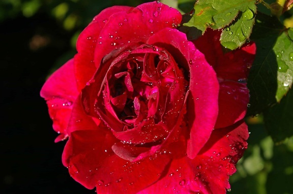 vrt, ruža, cvijet, flora, Rosa, ljeto, list, vlaga, kapljica kiše, latica, prirode