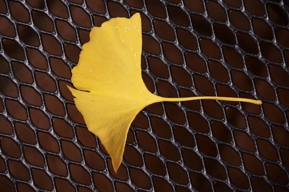 Leaf, drôt, kovový, plot, letný, jesenný, závod