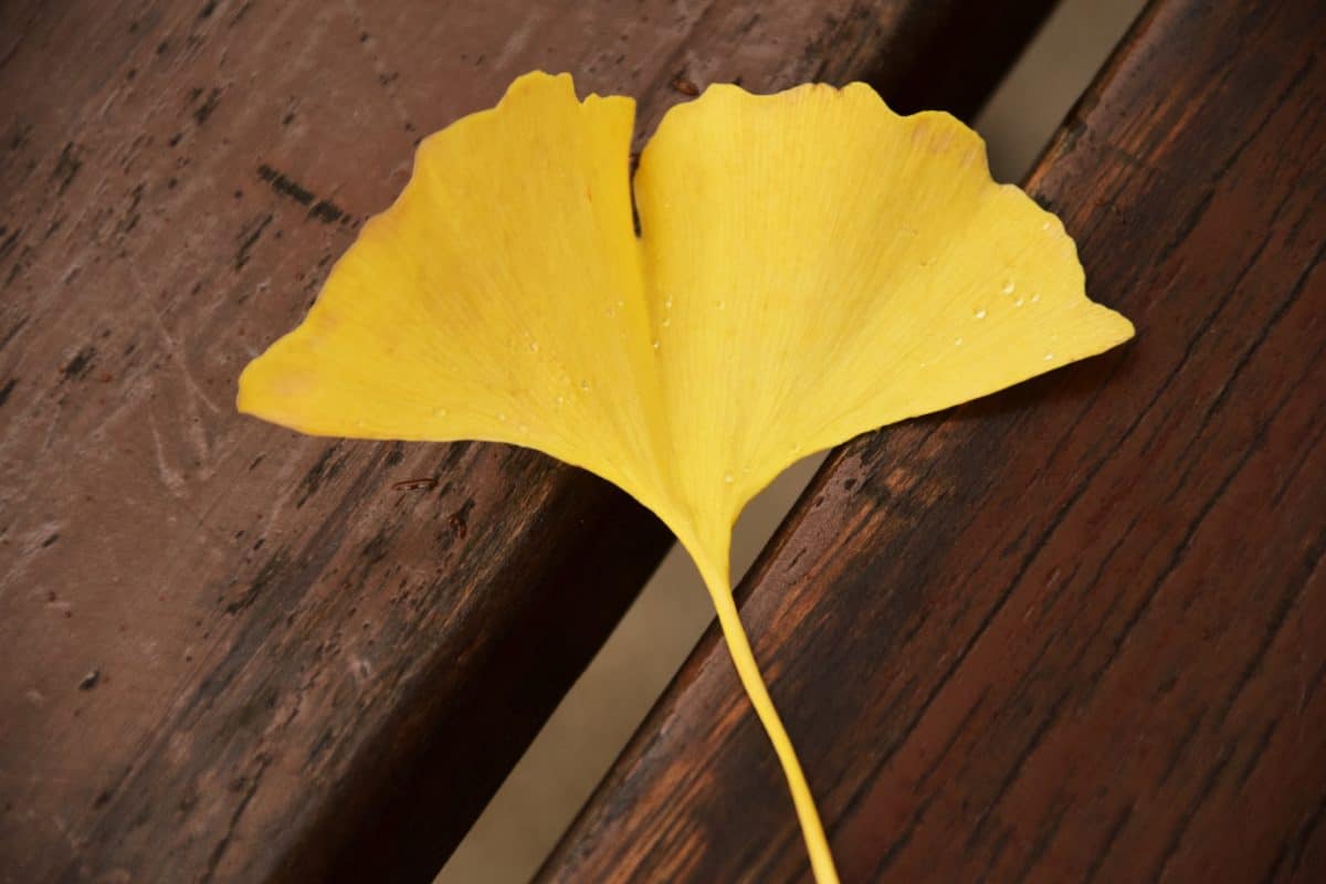Leaf, denné svetlo, žltá, drevo, stôl, jeseň, rastliny