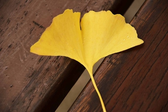 日光、黄色、木材、テーブル、秋には、植物を葉します。