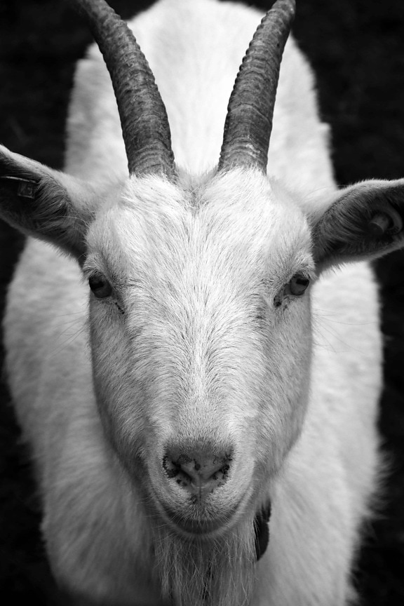 коза, животно, монохромен, добитък, портрет, главата, ушите