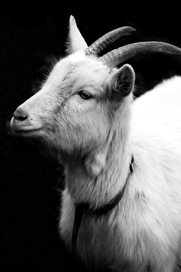 animal, horn, goat, livestock, nature, horn