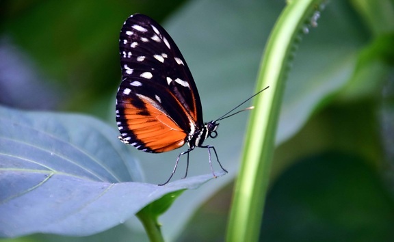 insekt, fjäril, natur, blad, färgglada, wing, ryggradslösa, djurliv, blomma