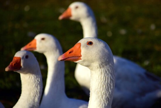 poultry, nature, waterfowl, goose, bird