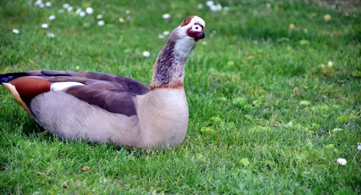 goose, ornithology, animal, green grass, outdoor, nature, bird