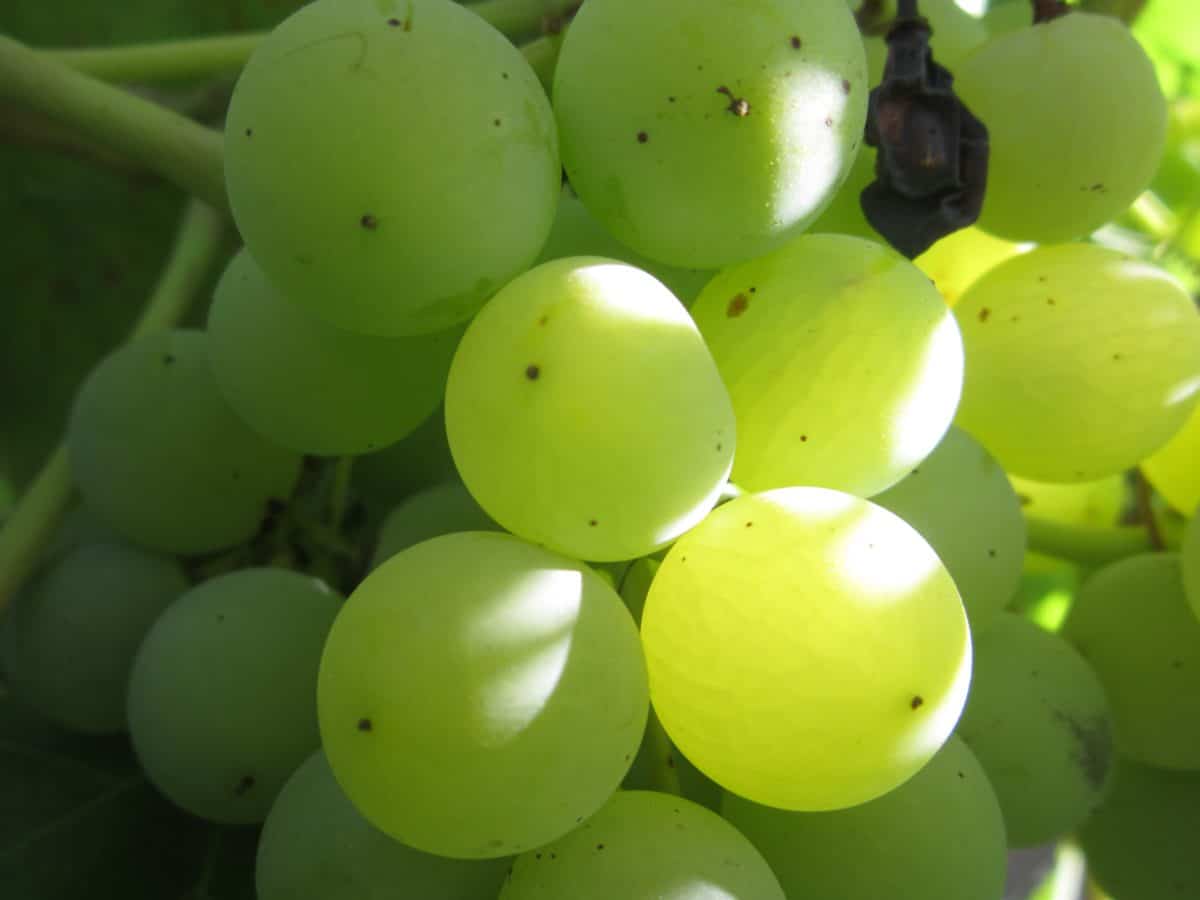 vinodling, natur, grapevine, mat, frukt, vingård