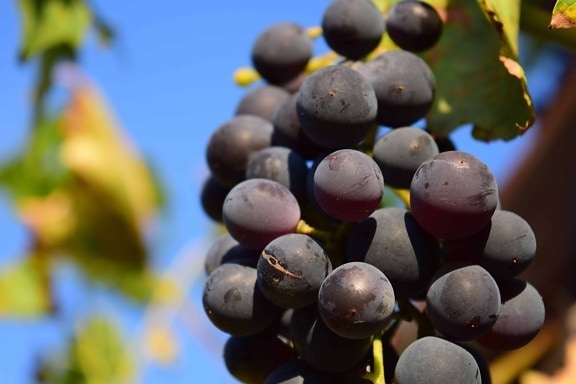 grapevine, vineyard, fruit, food, nature, agriculture