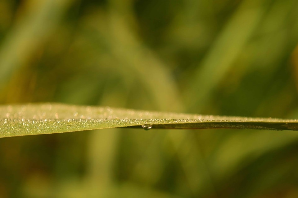 Free picture: leaf, dew, raindrop, droplet, rain, flora, garden, nature