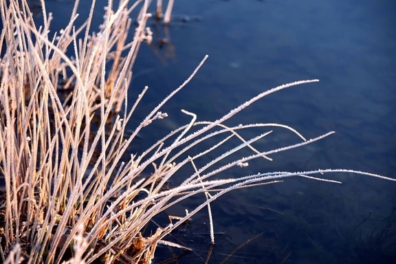 water, weed, firn, winter, plant, riverbank
