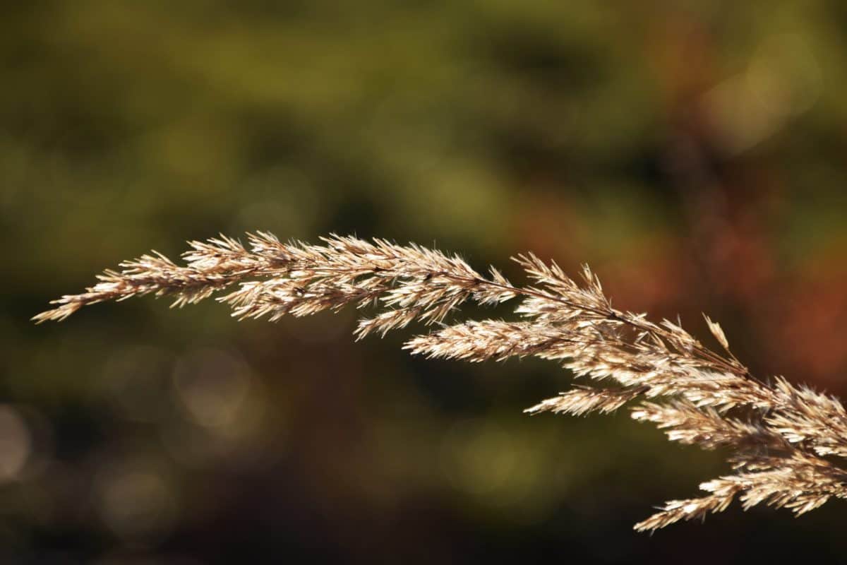 φύση, reed γρασίδι, χορτάρι, φυτό, φθινόπωρο, φως της ημέρας, εξωτερική