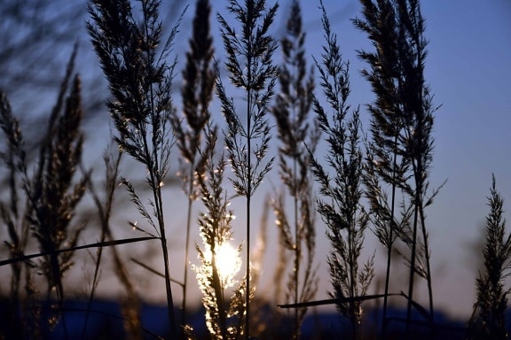 Phragmites australis, nature, sunset, sunset, shadow, plant, reed grass, landscape