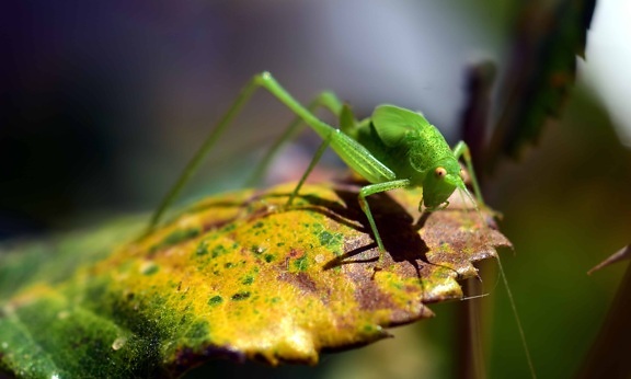 nature, grasshopper, insect, macro, leaf, arthropod, garden