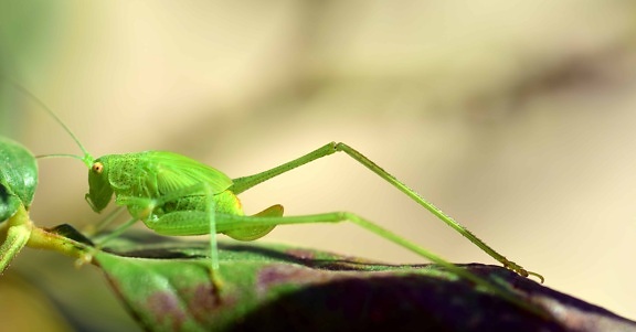 Kobylko, příroda, bezobratlých, hmyz, volně žijící zvířata