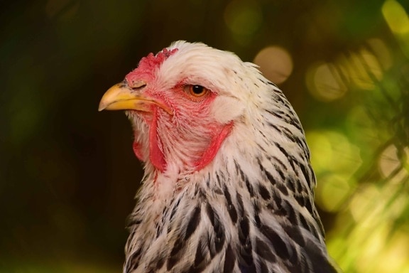 nature, hen, bird, animal, beak, chicken, poultry, feather, outdoor