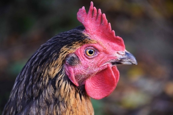 feather, hen, nature, poultry, bird, animal, chicken, beak, outdoor