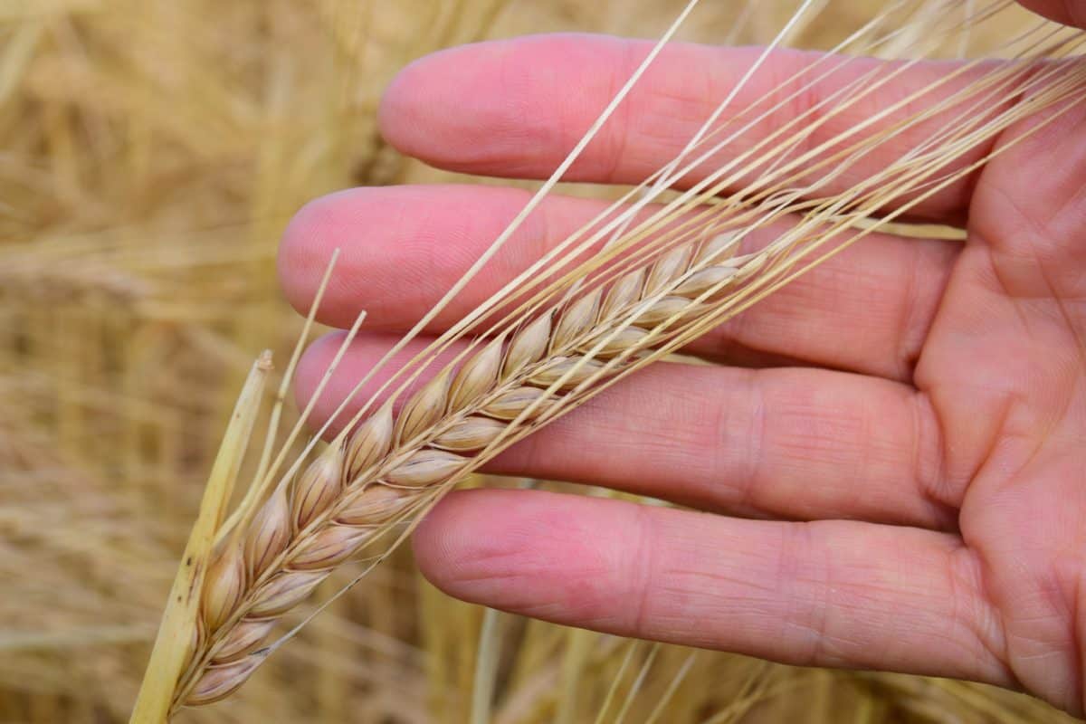 農業、農業、食品、小麦粉、種子、手、指、屋外