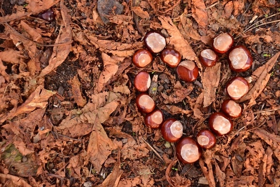 leaf, heart, kernel, Castanea sativa, chestnut, texture,nature, ground, seed, chestnut, grass, outdoor